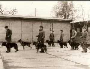 Berger Allemand DDR