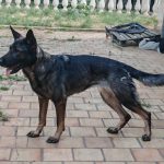 Reproducteurs - Les femelles