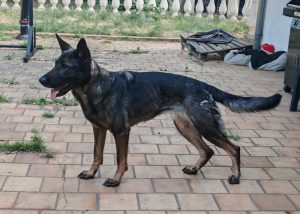 Reproducteurs - Les femelles 