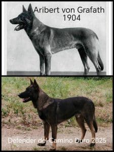 Defender Del Camino Duro