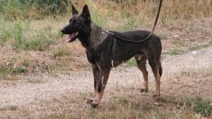 Reproducteurs - Les mâles