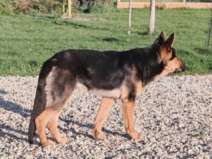 Reproducteurs - Les mâles 