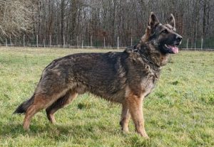 Reproducteurs - Les mâles