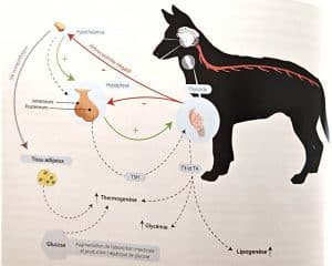 Complexité du cerveau