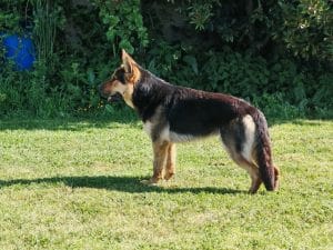 Berger Allemand DDR