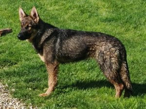 Berger Allemand DDR