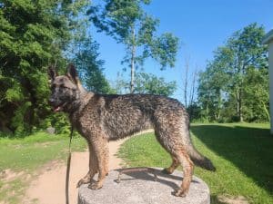 Berger allemand DDR