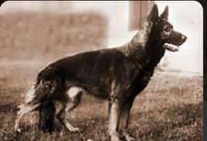 Berger Allemand DDR