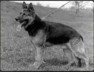 Berger Allemand DDR