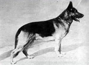 Berger Allemand DDR